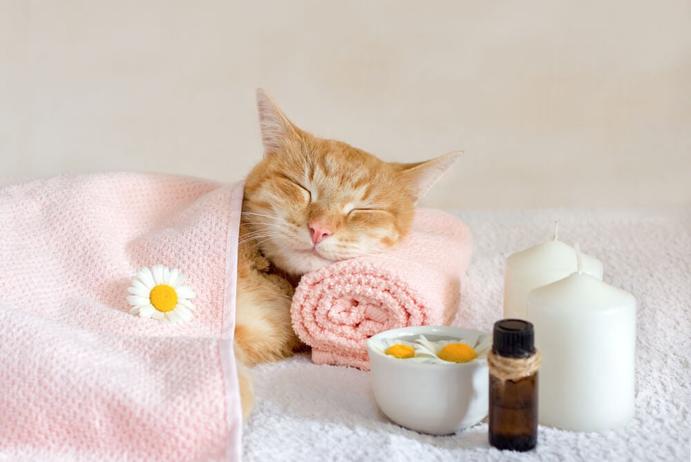 pet spa_Sleeping cat on a massage towel. Also in the foreground is a bottle of aromatic oil, candles and chamomile flowers. Concept: massage, aromatherapy, body care.